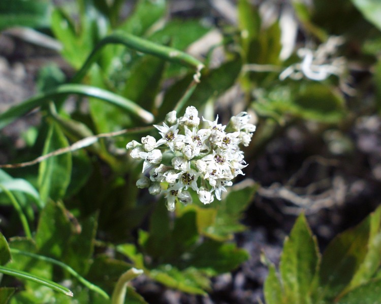 aceriphyllum_1.JPG