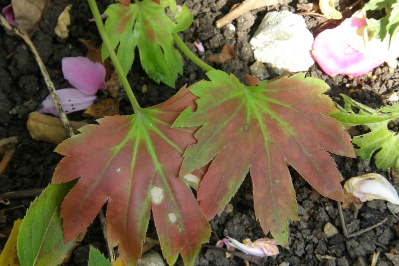 aceriphyllum_2.JPG