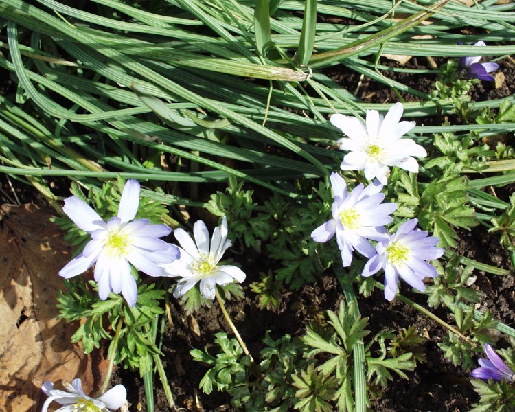 anemone_1.JPG