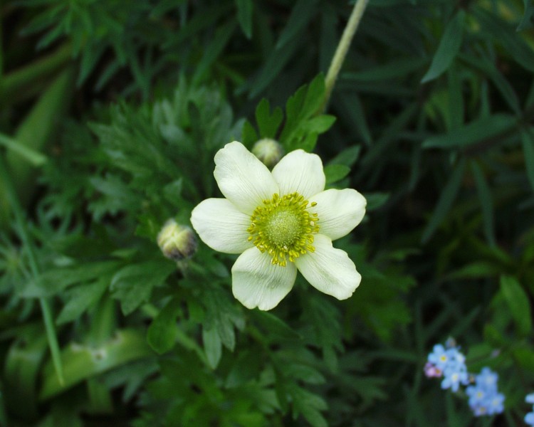 anemone_2.JPG