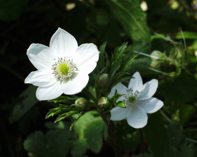 anemone_3.JPG