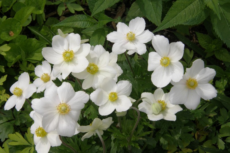 anemone_4.JPG