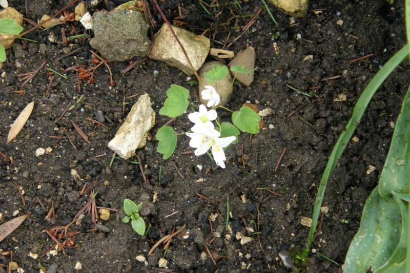 anemonella_1.JPG