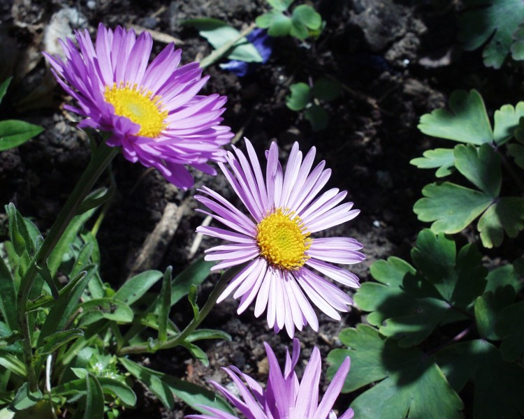 aster_1.JPG