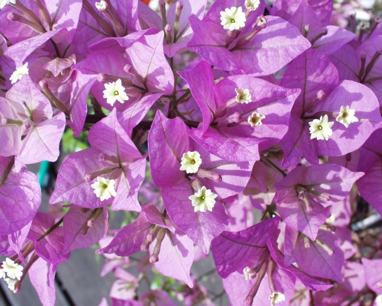 bougainvillea_2.JPG
