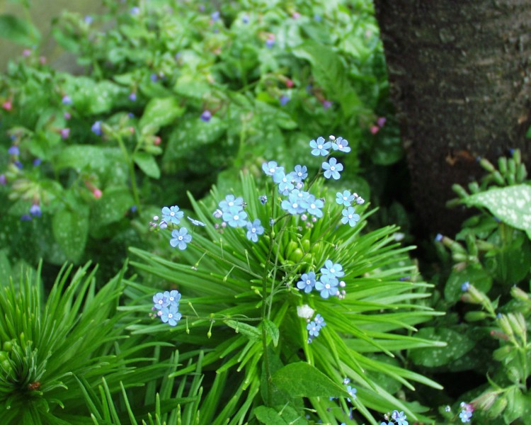 brunnera_1.JPG