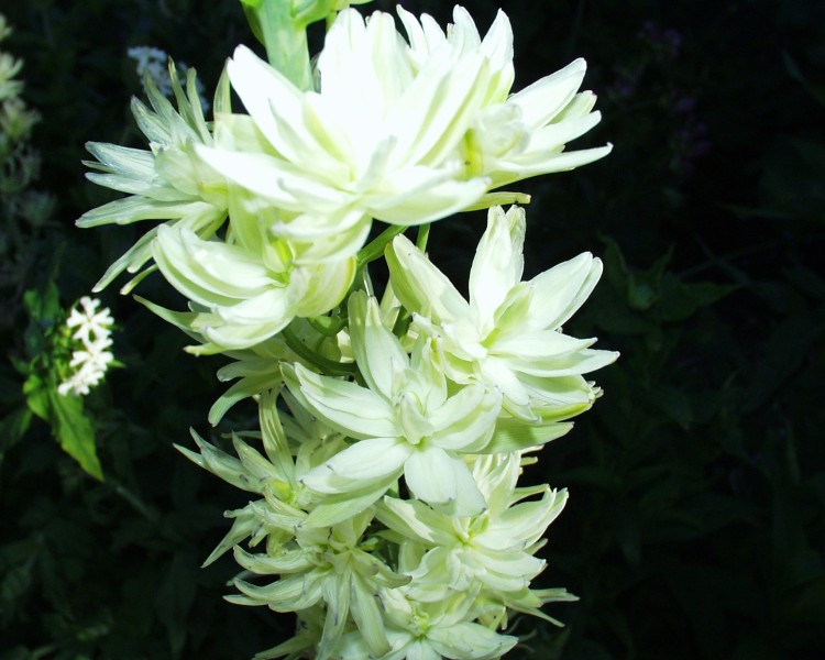 camassia_1.JPG