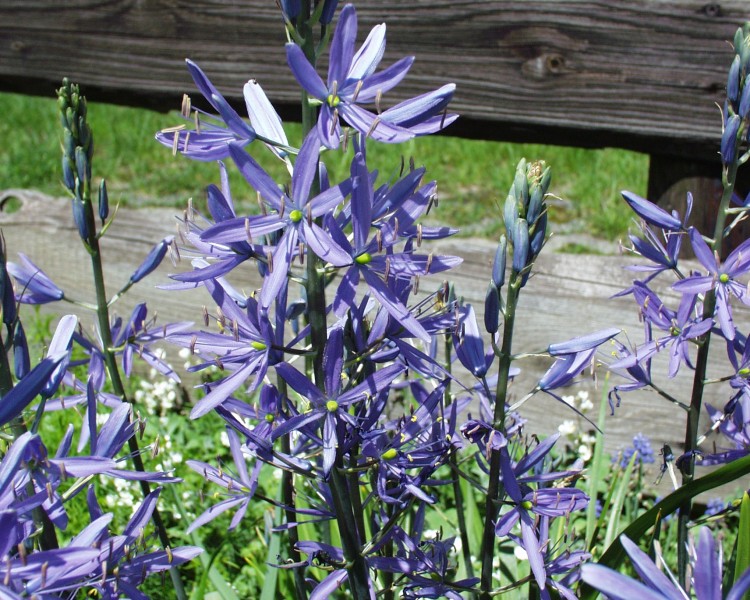 camassia_2.JPG