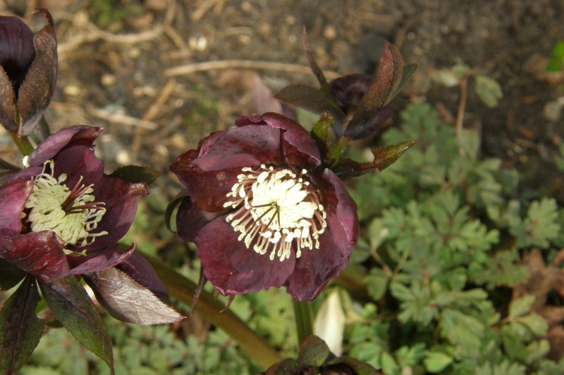 christrose_9.JPG