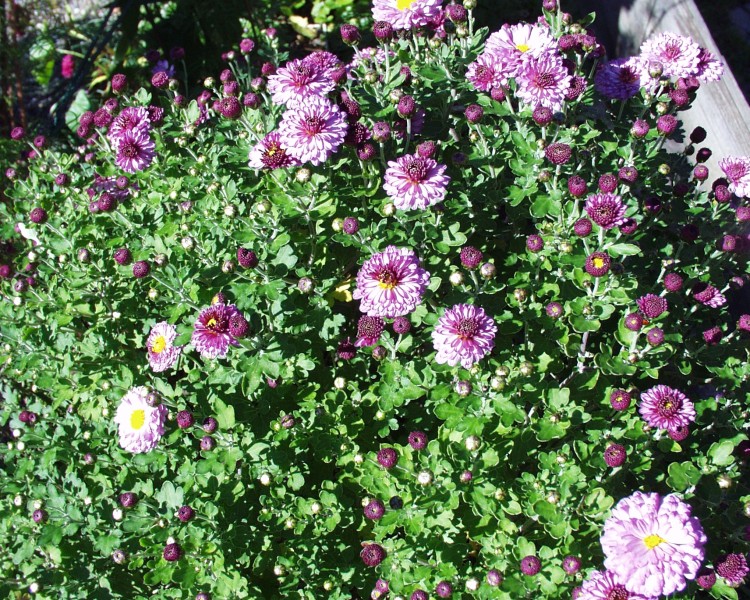 chrysantheme_2.JPG