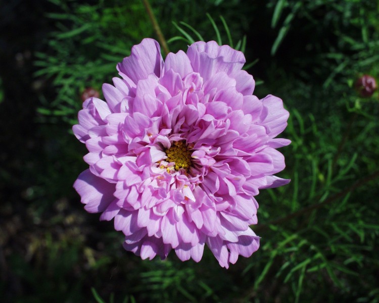 cosmea_5.JPG