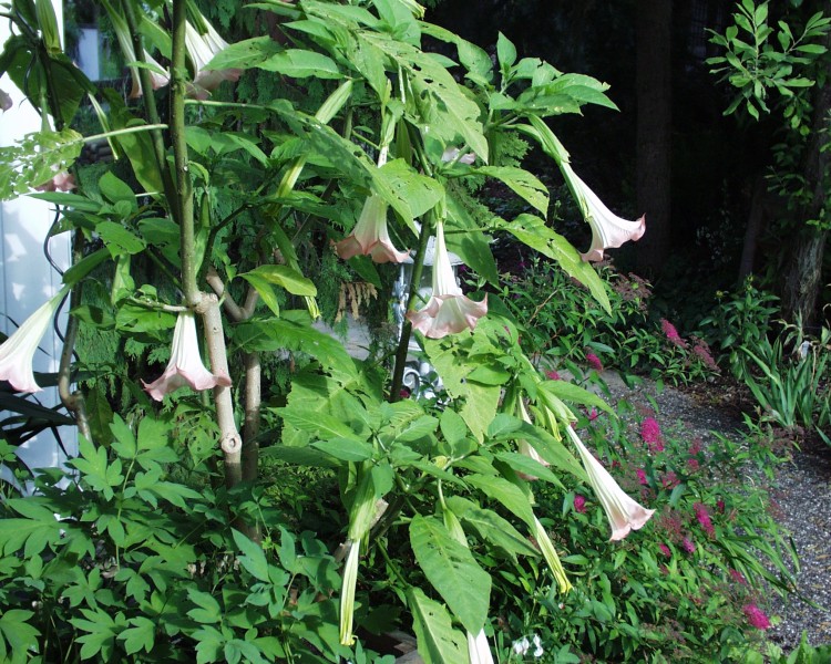 datura_1.JPG