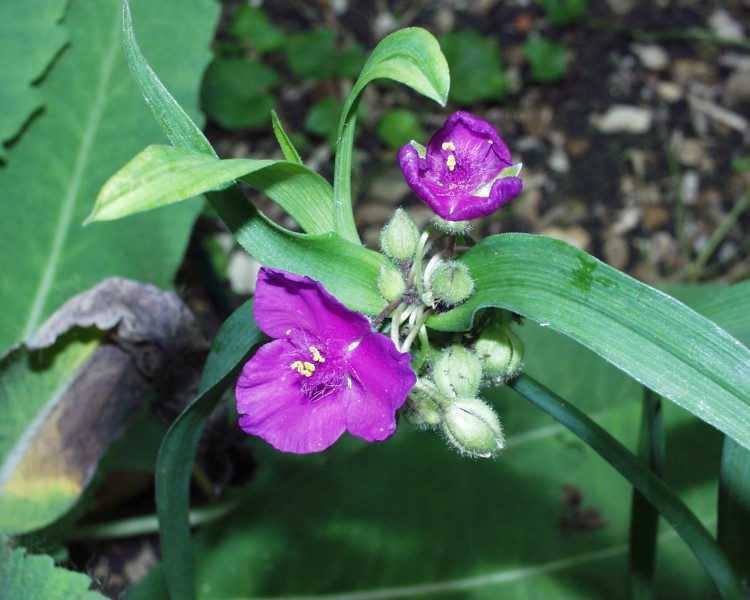 dreimasterblume_2.JPG