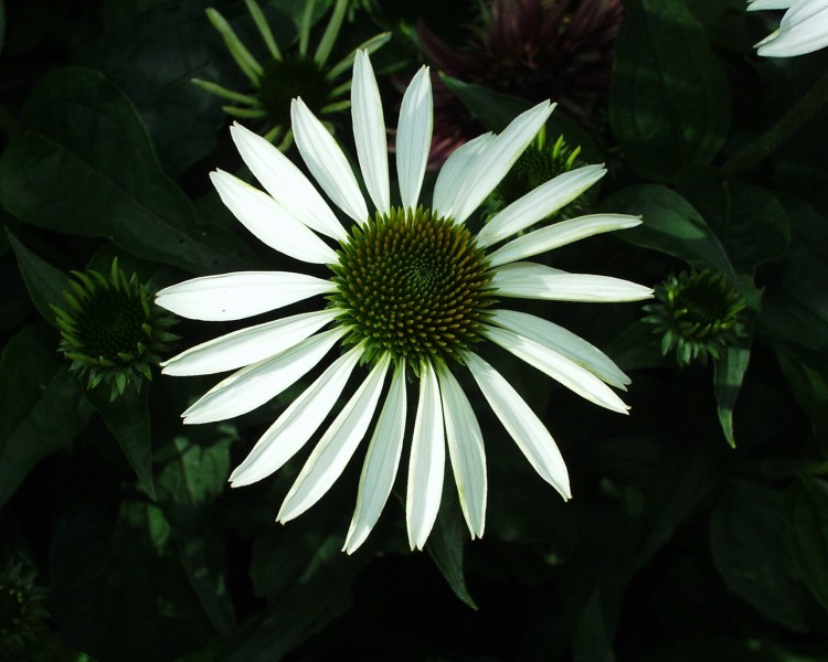 echinacea_1.JPG