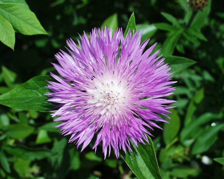 flockenblume_1.JPG