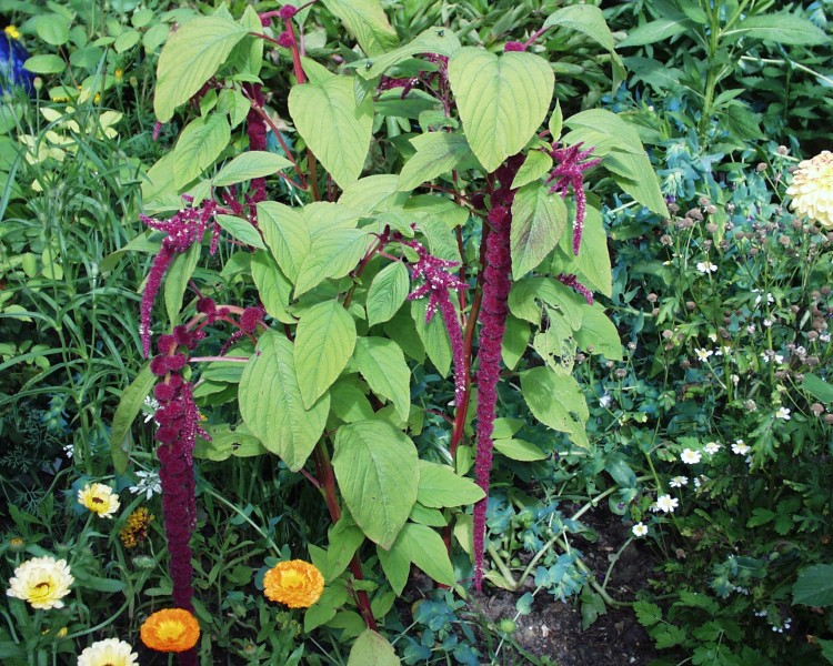 fuchsschwanz_3.JPG