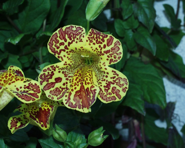 gauklerblume_1.JPG