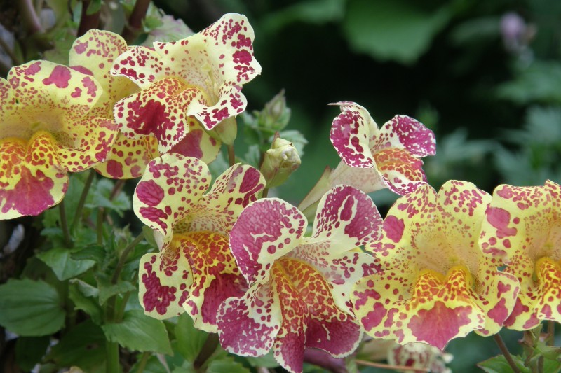 gauklerblume_2.JPG