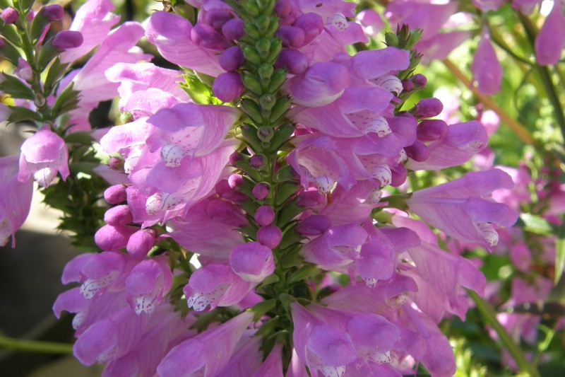 gelenkblume_3.JPG