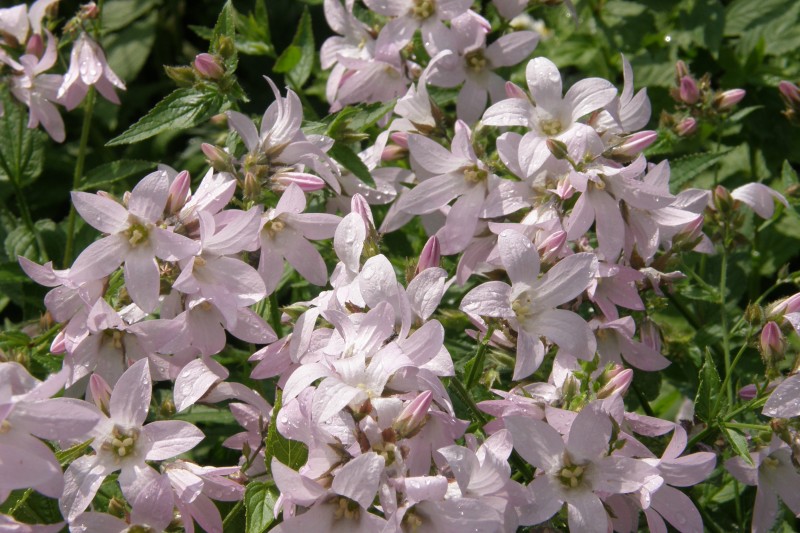 glockenblume_2.JPG