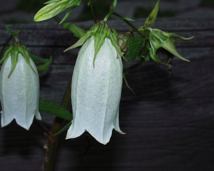 glockenblume_5.JPG