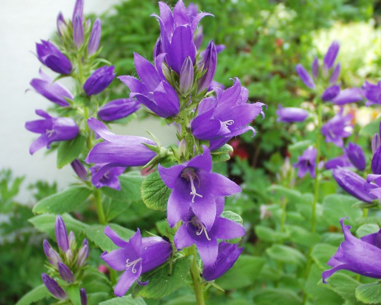 glockenblume_8.JPG