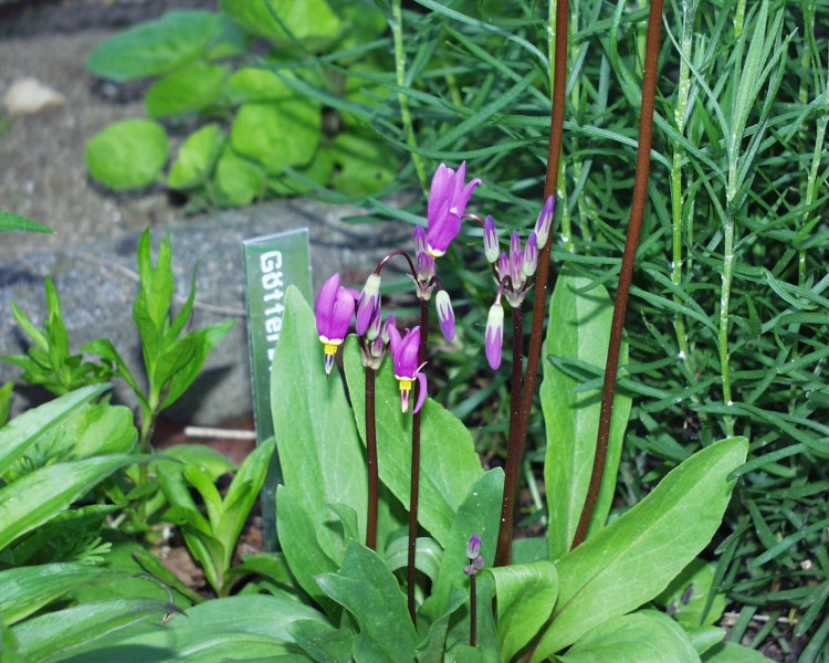 goetterblume_1.JPG