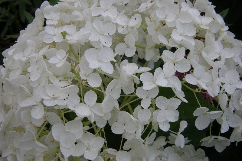 hortensie_4.JPG