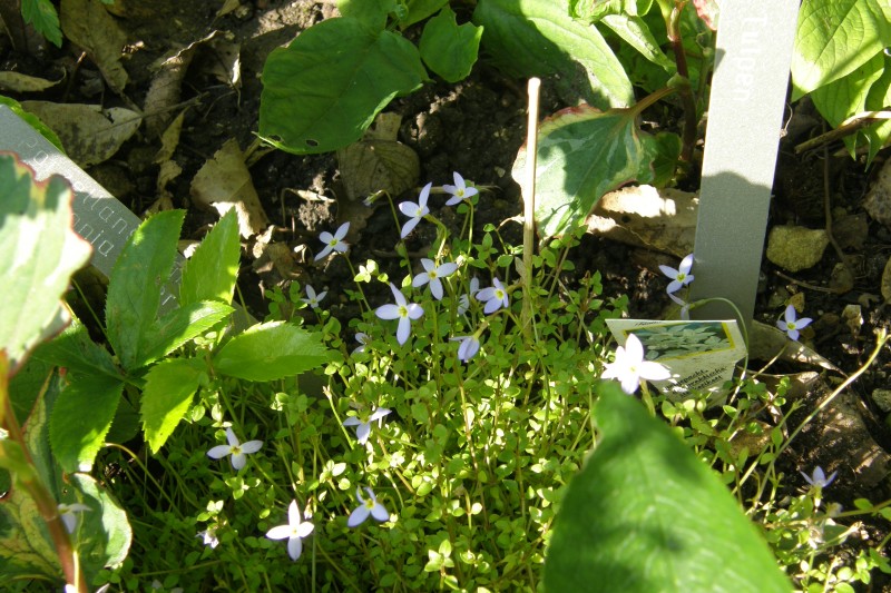 houstonia_1.JPG