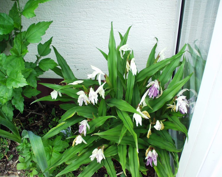 ingwerorchidee_3.JPG