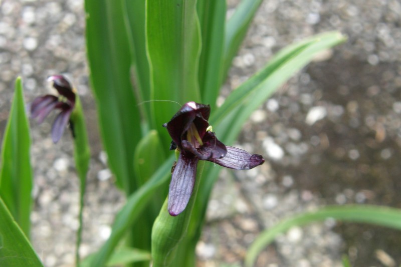 ingwerorchidee_4.JPG