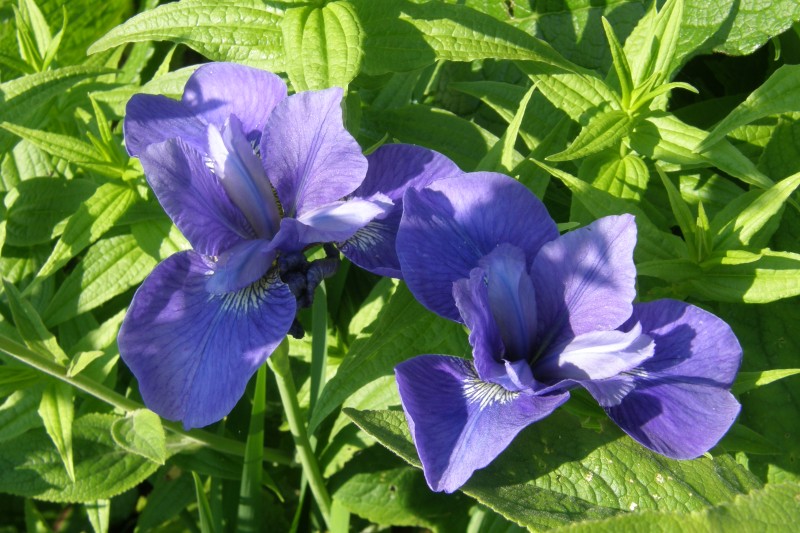 iris_sibirica_1.JPG
