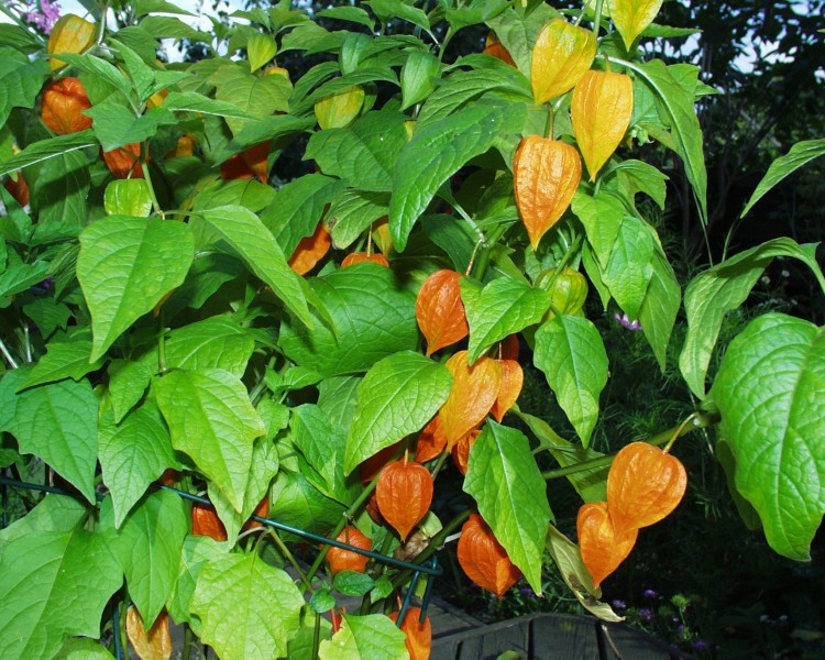 lampionblume_1.JPG