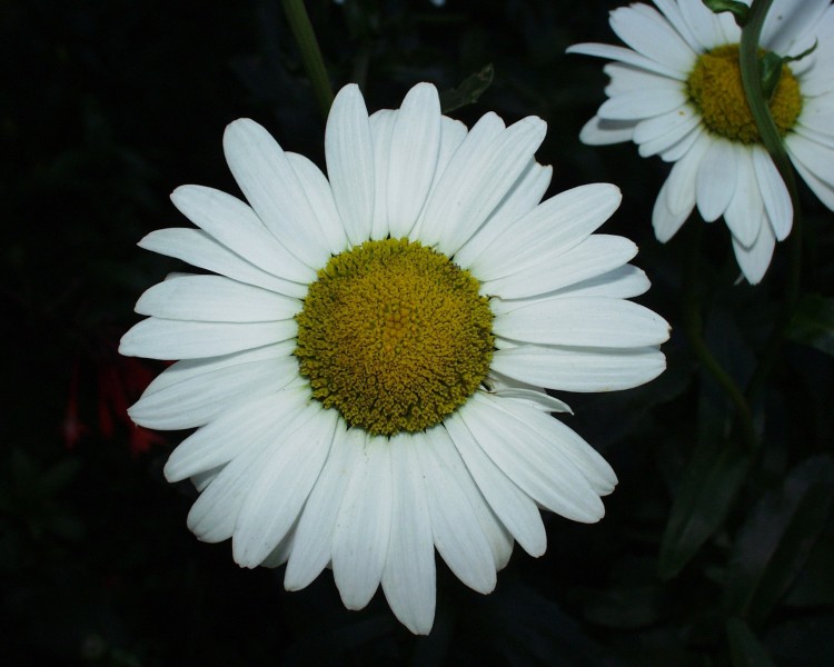 margarite_2.JPG