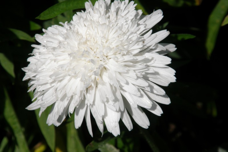 margarite_6.JPG