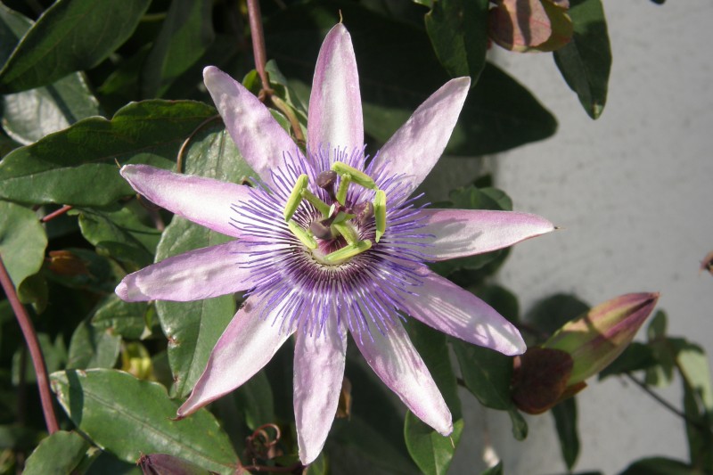 passionsblume_2.JPG