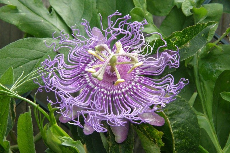 passionsblume_3.JPG