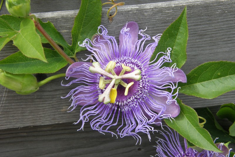 passionsblume_4.JPG
