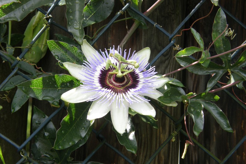 passionsblume_5.JPG