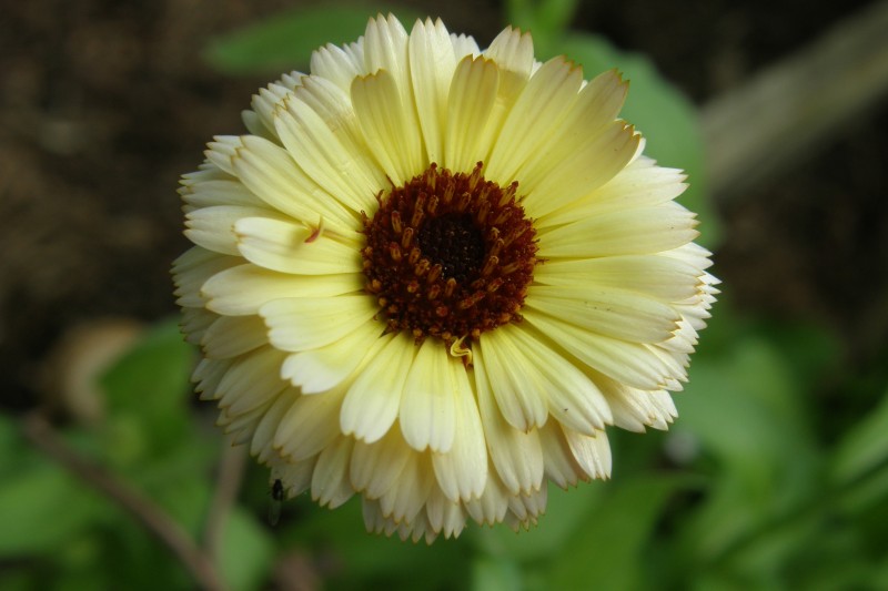 ringelblume_1.JPG