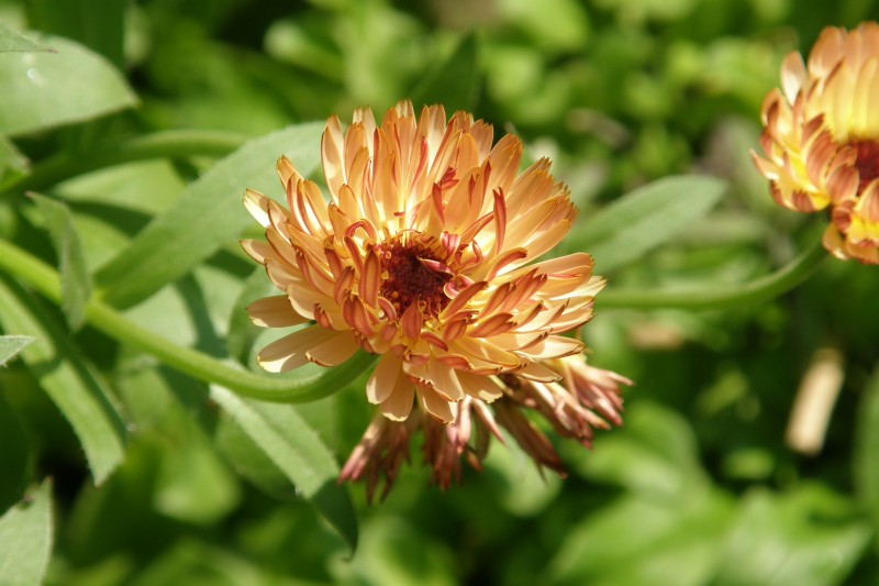 ringelblume_3.JPG