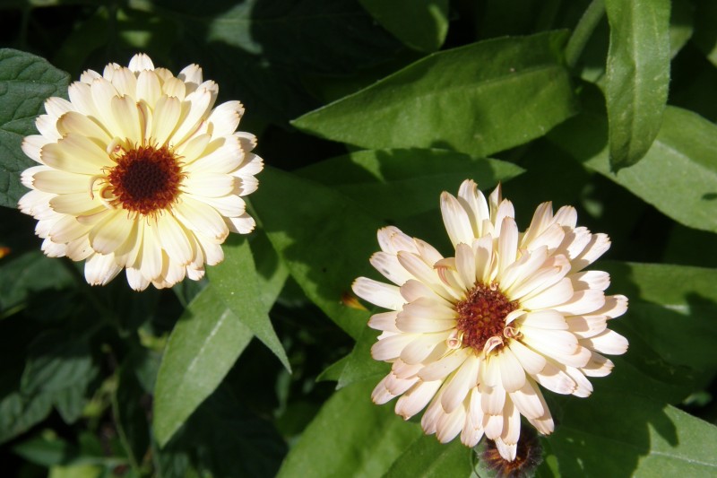 ringelblume_5.JPG