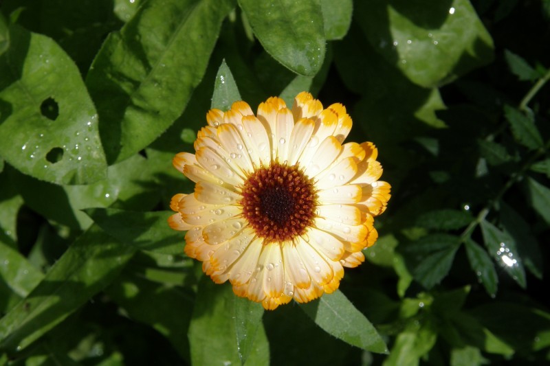 ringelblume_6.JPG