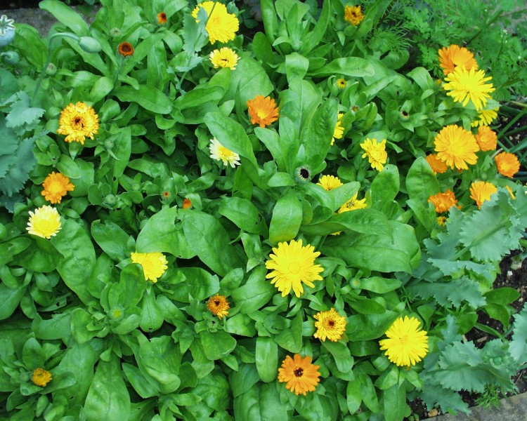 ringelblumen_1.jpg
