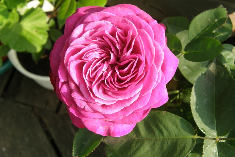 rose_10.JPG