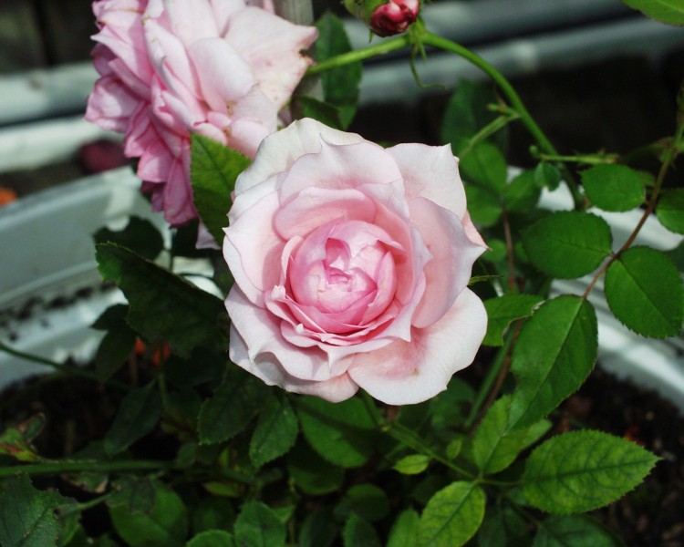 rose_2.JPG