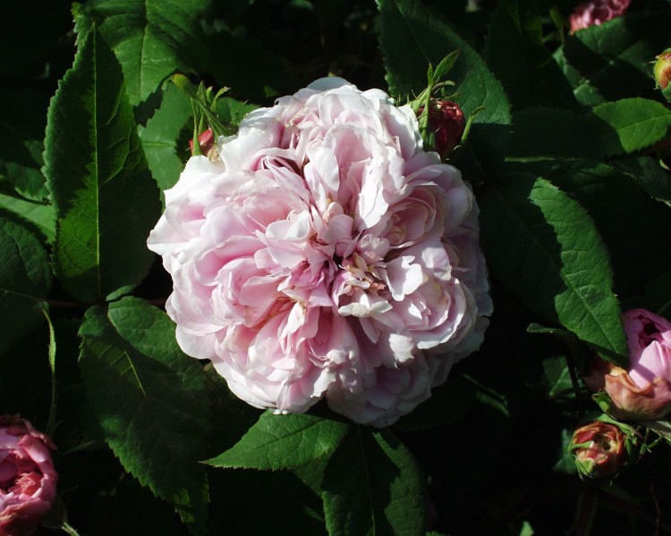 rose_4.JPG