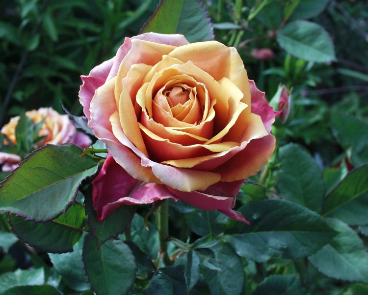 rose_5.JPG