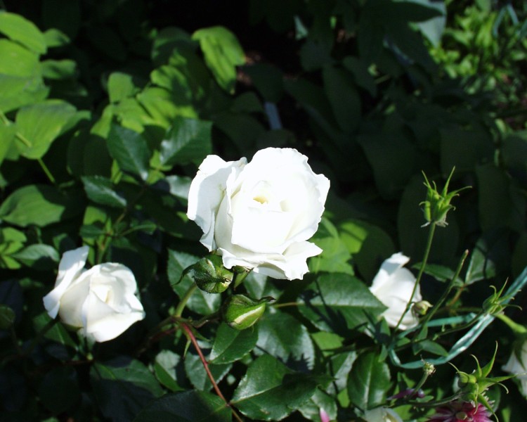 rose_6.JPG
