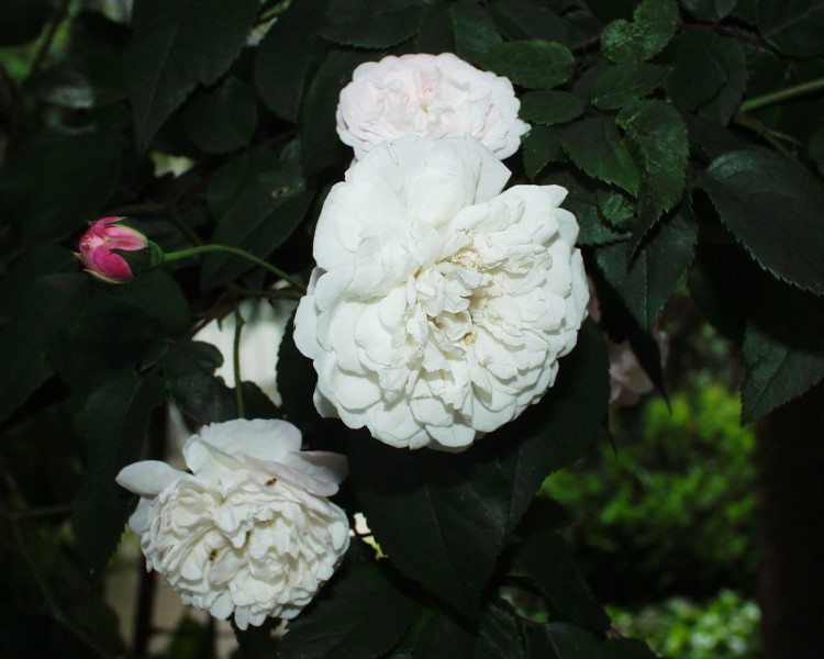 rose_9.JPG